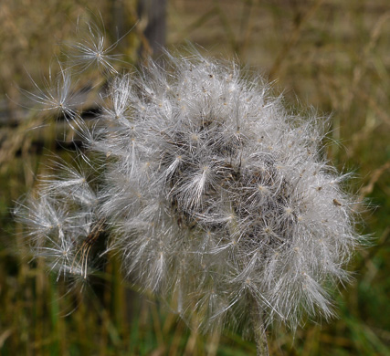 image of Carduus nutans, Nodding Thistle, Musk Thistle