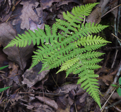 image of Phegopteris hexagonoptera, Broad Beech Fern