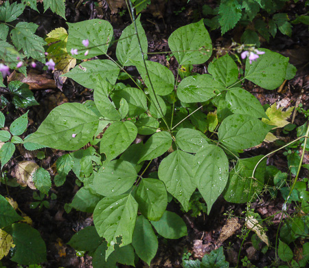 image of Hylodesmum glutinosum, Heartleaf Tick-trefoil, Clusterleaf Tick-trefoil, Pointedleaf Tick-Trefoil