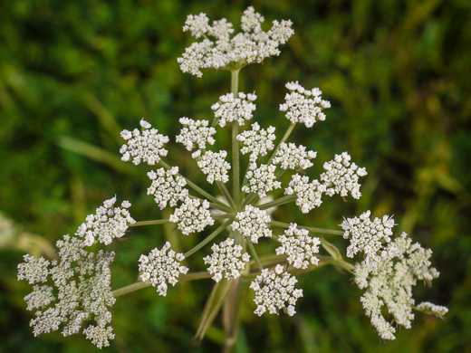 image of Angelica venenosa, Hairy Angelica, Downy Angelica, Deadly Angelica, Woodland Angelica