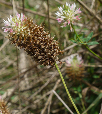 image of Trifolium vesiculosum, Arrowleaf Clover