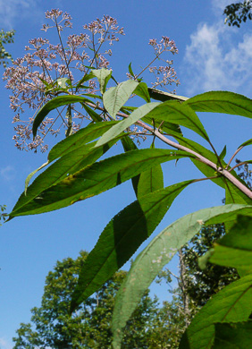 image of Eutrochium fistulosum, Hollow-stem Joe-pye-weed