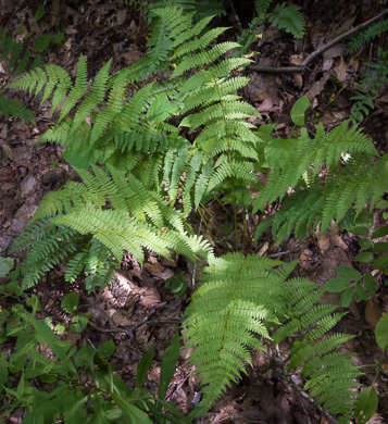 image of Dryopteris intermedia, Evergreen Woodfern, Fancy Fern, Intermediate Woodfern