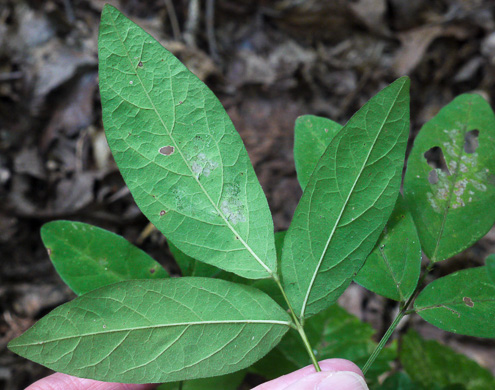 Desmodium perplexum, Perplexing Tick-trefoil, Dillen's Tick-trefoil