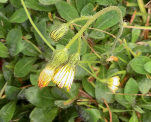 image of Pilosella officinarum, Mouse-ear Hawkweed