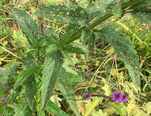 image of Verbena hastata, Blue Vervain, Common Vervain, Simpler's-joy