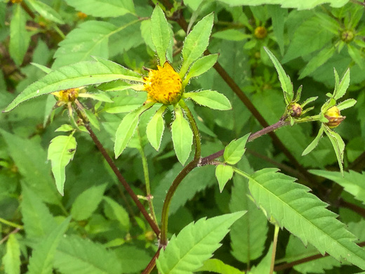 image of Bidens frondosa, Devil's Beggarticks, Annual Beggarticks