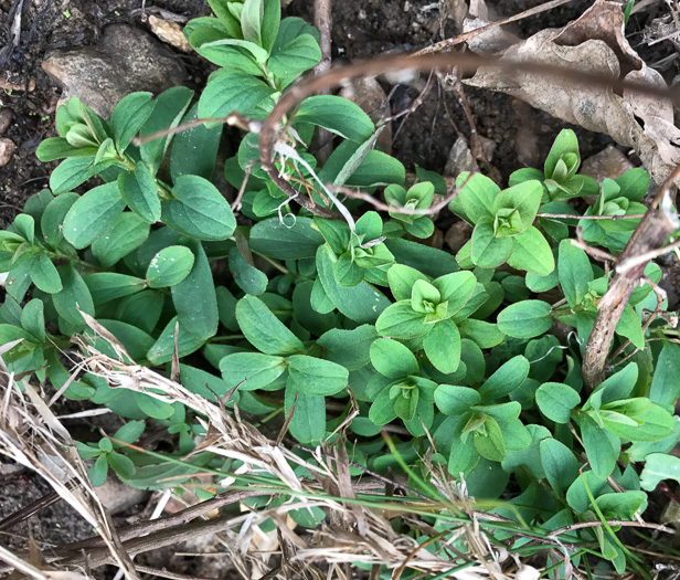 image of Hypericum punctatum, Spotted St. Johnswort