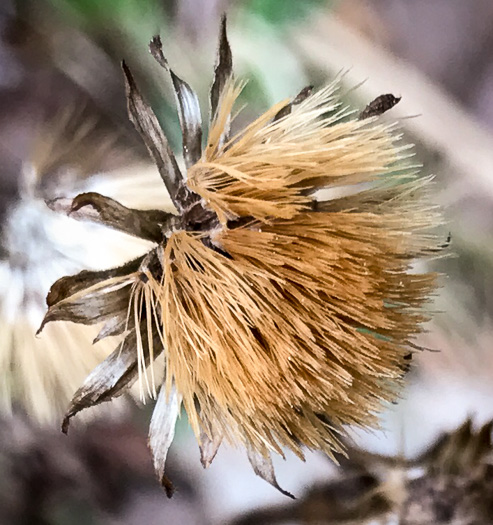 image of Chrysopsis mariana, Maryland Goldenaster