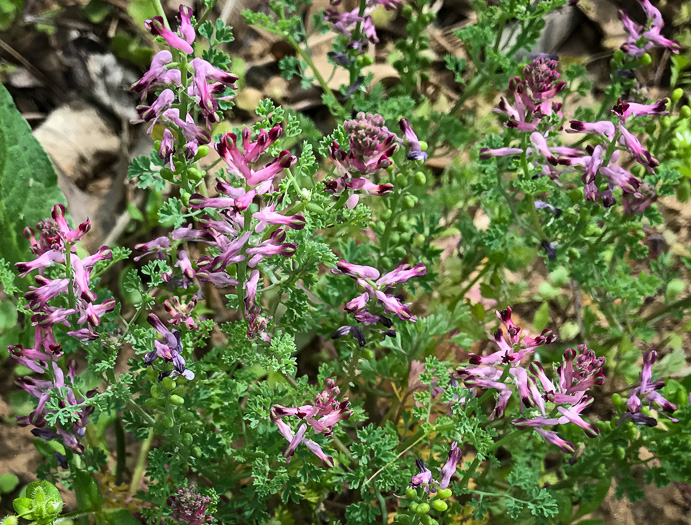 image of Fumaria officinalis, Fumitory, Earthsmoke