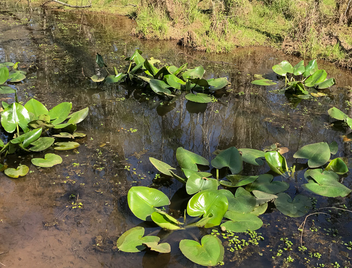 image of Nuphar advena, Spatterdock, Broadleaf Pondlily, Cow-lily, Yellow Pond Lily