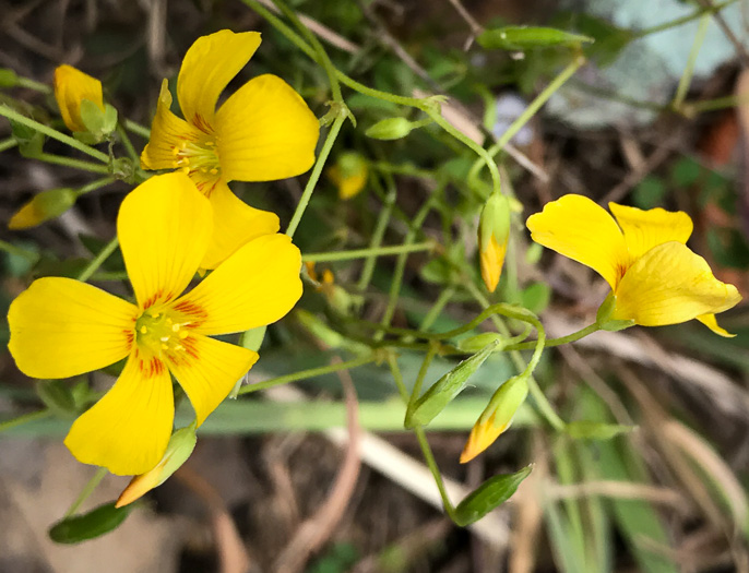 image of Oxalis colorea, Small's wood-sorrel, Tufted Yellow Wood-sorrel, (NOT Sadie Price’s Yellow Wood-sorrel)