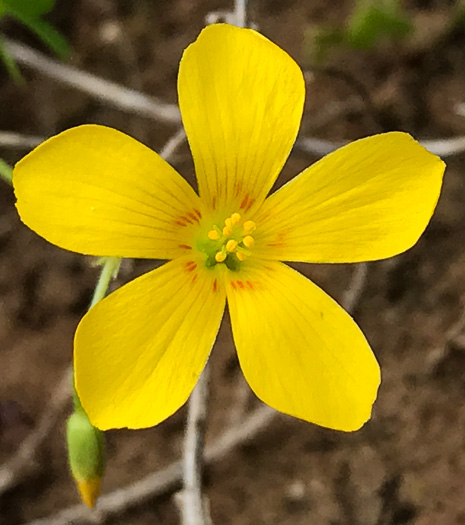 image of Oxalis colorea, Small's wood-sorrel, Tufted Yellow Wood-sorrel, (NOT Sadie Price’s Yellow Wood-sorrel)