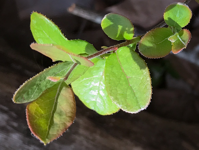 image of Vaccinium arboreum, Sparkleberry, Farkleberry