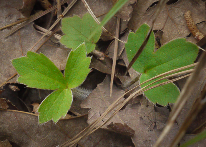 image of Ranunculus hispidus, Hispid Buttercup, Hairy Buttercup