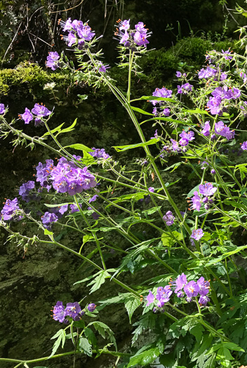 image of Phacelia bipinnatifida, Fernleaf Phacelia, Purple Phacelia, Forest Phacelia