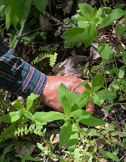 image of Stellaria pubera, Star Chickweed, Giant Chickweed, Great Chickweed, Common Starwort