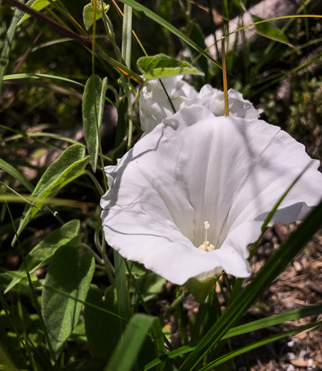 image of Convolvulus catesbyanus, Catesby's Bindweed, Catesby's False Bindweed