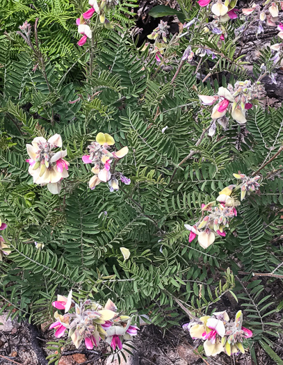 image of Tephrosia virginiana, Virginia Goat's Rue, Devil's Shoestrings