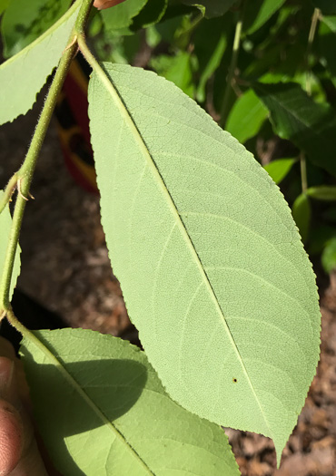 image of Prunus alabamensis, Alabama Black Cherry