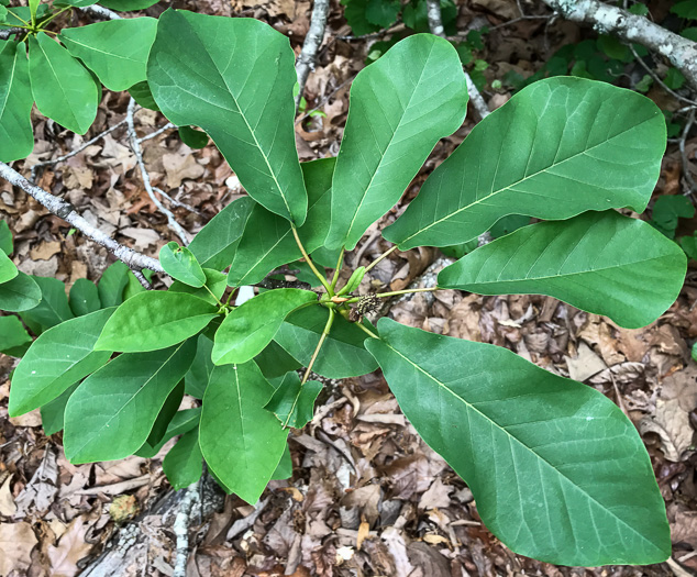 image of Magnolia pyramidata, Pyramid Magnolia