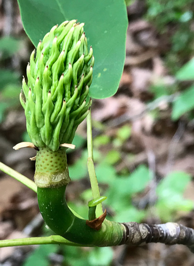 image of Magnolia pyramidata, Pyramid Magnolia