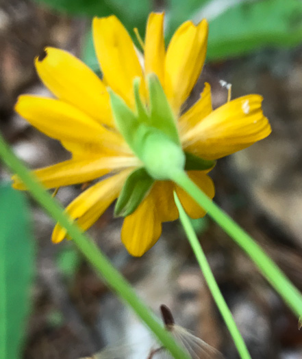 image of Krigia biflora ssp. biflora, Orange Dwarf-dandelion, Two-flower Dwarf-dandelion, Two-flower Cynthia, Twin-flowered Cynthia