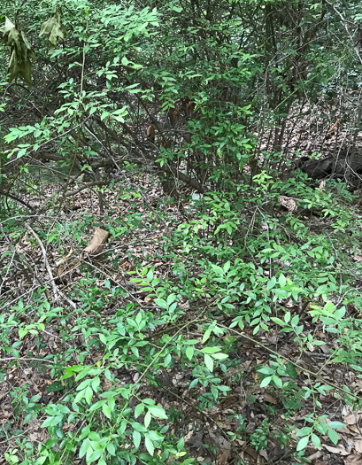 image of Vaccinium elliottii, Mayberry, Elliott's Blueberry