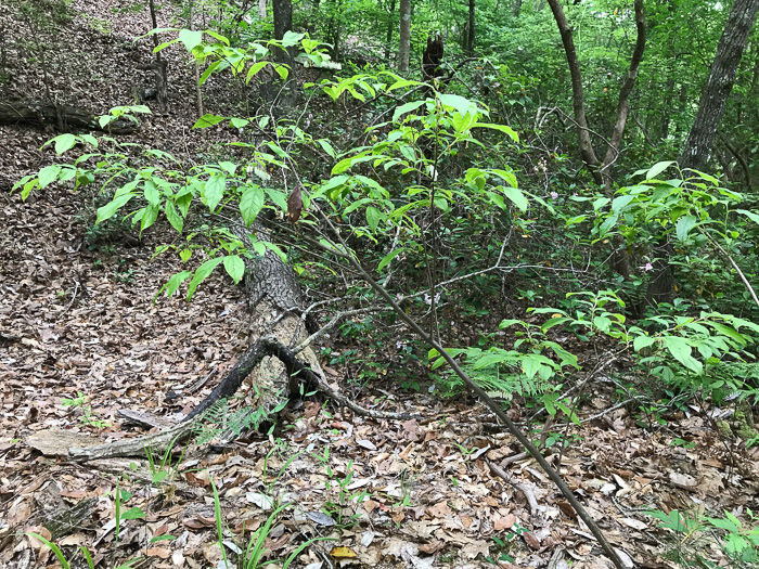 image of Eubotrys racemosus, Coastal Fetterbush, Swamp Sweetbells, Swamp Leucothoe, Swamp Fetterbush