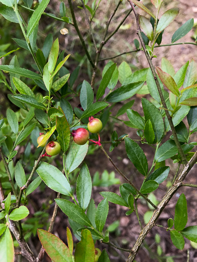 image of Vaccinium elliottii, Mayberry, Elliott's Blueberry