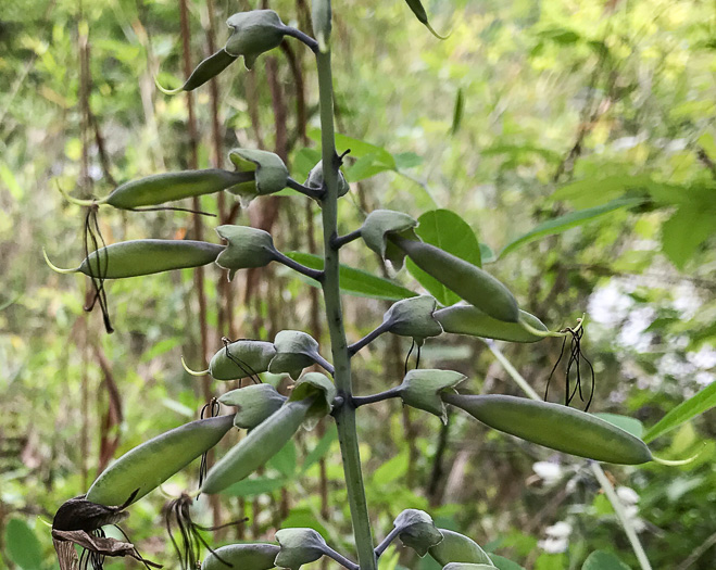 image of Baptisia alba, Thick-pod White Wild Indigo