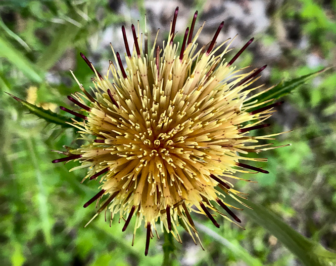 image of Cirsium horridulum var. horridulum, Common Yellow Thistle, Purple Thistle, Bristle Thistle, Horrid Thistle