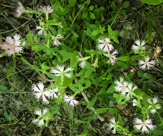 image of Silene catesbyi, Eastern Fringed Campion, Eastern Fringed Catchfly