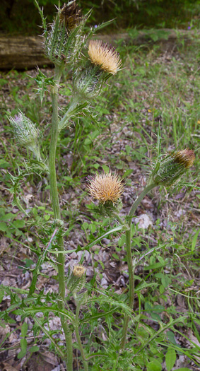 image of Cirsium horridulum var. horridulum, Common Yellow Thistle, Purple Thistle, Bristle Thistle, Horrid Thistle