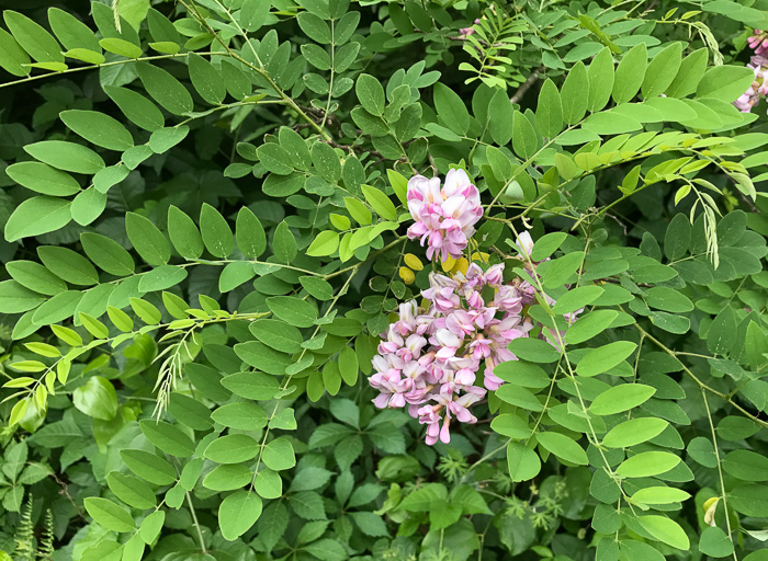 image of Robinia viscosa, Clammy Locust