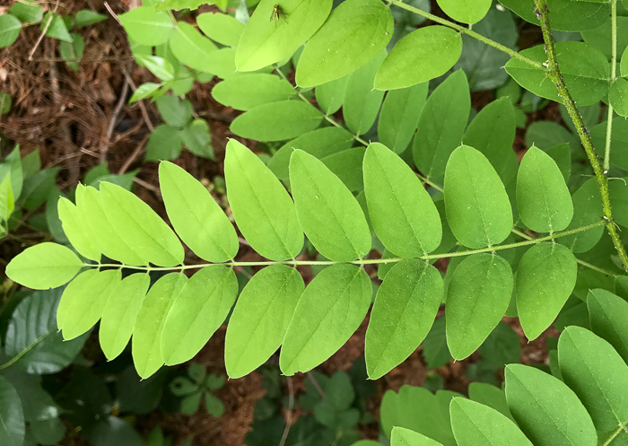 Robinia viscosa, Clammy Locust