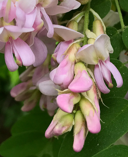 image of Robinia viscosa, Clammy Locust