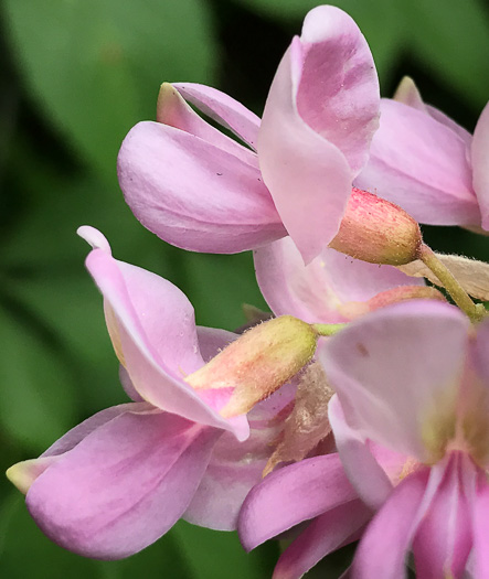 Robinia viscosa, Clammy Locust