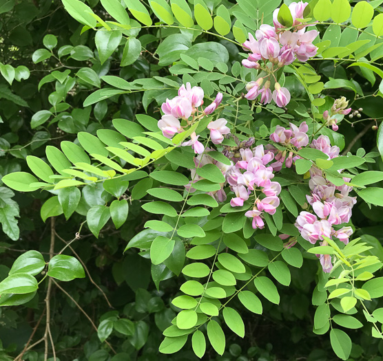 image of Robinia viscosa, Clammy Locust