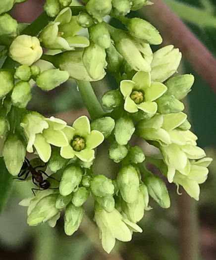 image of Apocynum cannabinum, Indian-hemp, Hemp Dogbane, Marion's Weed