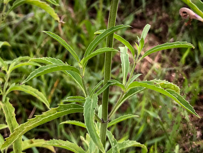 image of Monarda citriodora var. citriodora, Lemon Bergamot, Lemon Mint