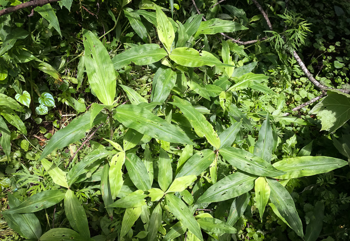 image of Commelina virginica, Virginia Dayflower