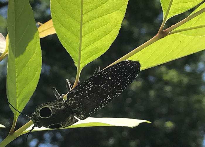 image of Fraxinus pennsylvanica, Green Ash, Red Ash