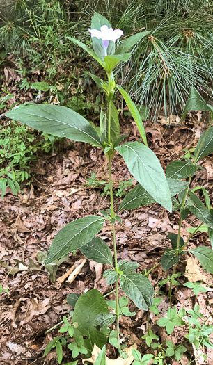 image of Ruellia caroliniensis, Carolina Wild-petunia, Common Wild-petunia, Hairy Ruellia