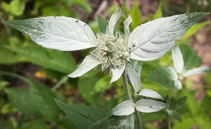 image of Pycnanthemum pycnanthemoides var. pycnanthemoides, Woodland Mountain-mint, Southern Mountain-mint