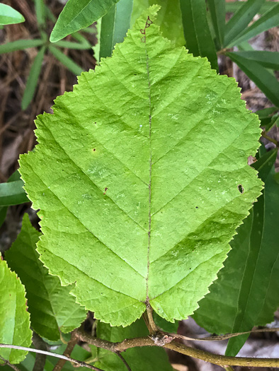 image of Corylus americana, American Hazelnut, American Filbert