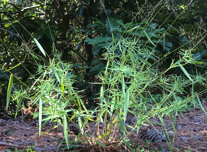 image of Dichanthelium dichotomum var. dichotomum, Forked Witchgrass