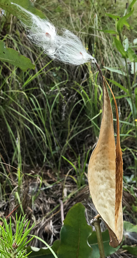 image of Asclepias amplexicaulis, Wavyleaf Milkweed, Clasping Milkweed, Sand Milkweed, Blunt-leaved Milkweed