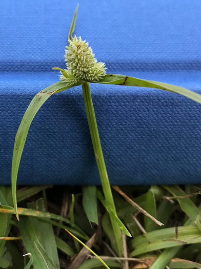 image of Cyperus sesquiflorus, Whitehead Sedge, Fragrant Spikesedge