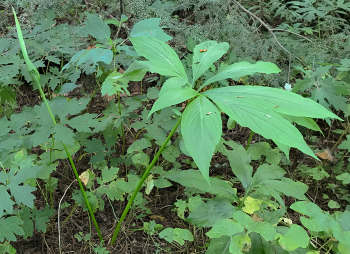 image of Pinellia pedatisecta, Chinese Green Dragon, Fan-leaf Chinese Green Dragon, Pinellia